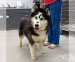 Small #1 Siberian Husky Mix
