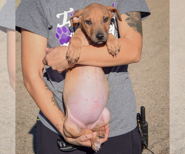 Medium Photo #5 American Staffordshire Terrier-Labrador Retriever Mix Puppy For Sale in Huntley, IL, USA
