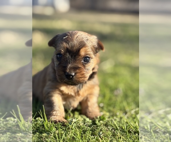 Medium Photo #3 Yorkshire Terrier Puppy For Sale in HILLSBORO, TX, USA