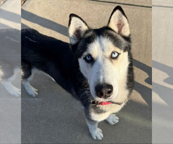 Medium Photo #3 Siberian Husky Puppy For Sale in Sayreville, NJ, NJ, USA
