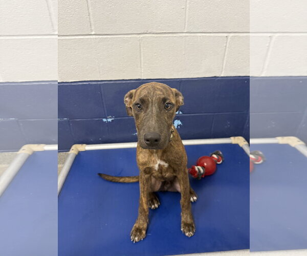 Medium Photo #1 Plott Hound-Unknown Mix Puppy For Sale in Sterling, MA, USA