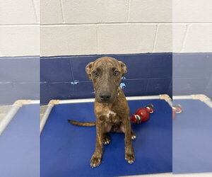 Plott Hound-Unknown Mix Dogs for adoption in Sterling, MA, USA