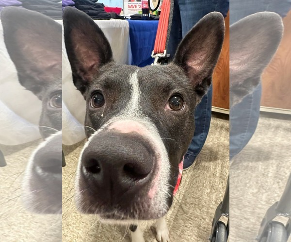 Medium Photo #10 American Pit Bull Terrier-Unknown Mix Puppy For Sale in Germantown, OH, USA