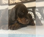 Small #2 Doberman Pinscher