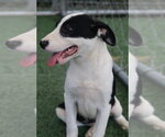 Small #2 Labrador Retriever Mix
