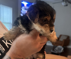 Yorkshire Terrier Puppy for sale in REX, GA, USA