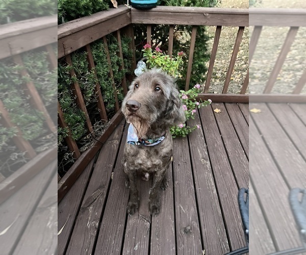 Medium Photo #1 Labradoodle Puppy For Sale in HOLLISTER, MO, USA