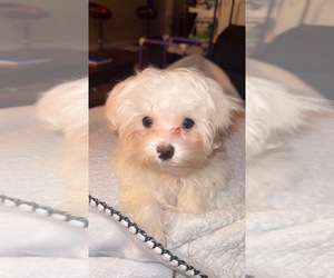 Maltipoo (Miniature) Puppy for sale in INDIANAPOLIS, IN, USA