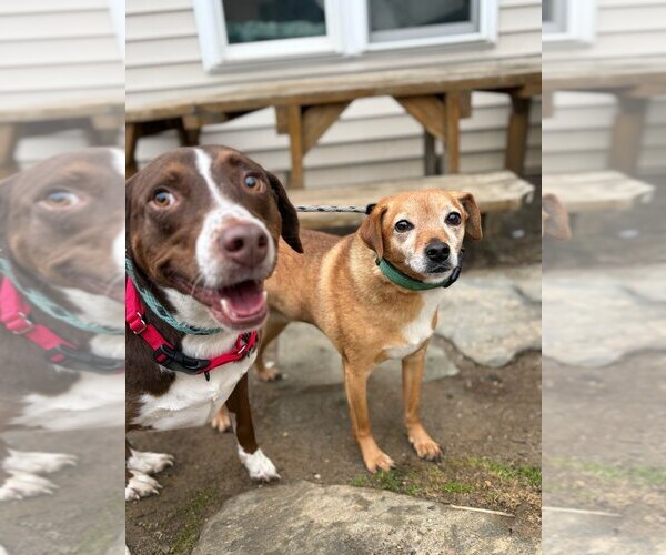 Medium Photo #10 Lab-Pointer Puppy For Sale in Brewster, NY, USA