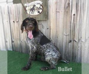 Father of the German Wirehaired Pointer puppies born on 07/16/2020