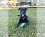 Small #2 Mutt