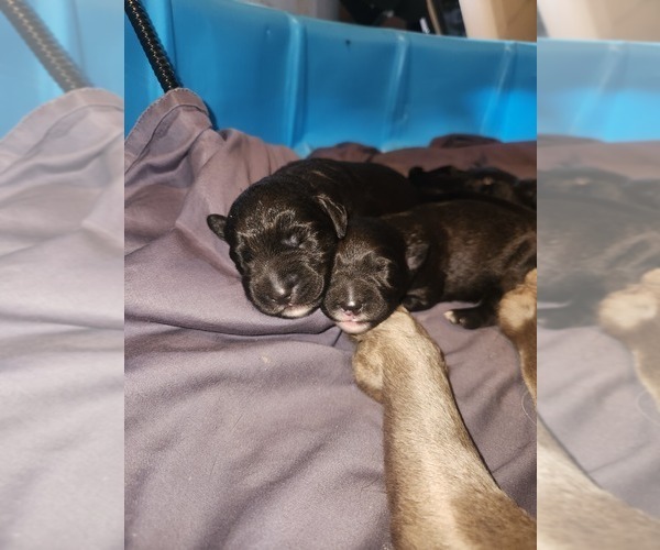 Medium Photo #3 Labradoodle Puppy For Sale in MONTROSE, CO, USA