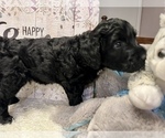 Puppy 4 Labradoodle-Poodle (Standard) Mix