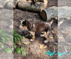Catahoula Leopard Dog Puppy for sale in MORAN, MI, USA