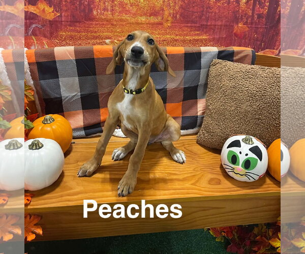 Medium Photo #1 Great Pyrenees-Unknown Mix Puppy For Sale in Holly Springs, NC, USA