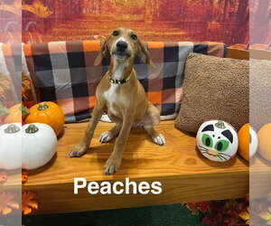 Great Pyrenees-Unknown Mix Dogs for adoption in Holly Springs, NC, USA