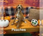 Small Great Pyrenees Mix