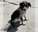 Small Australian Shepherd