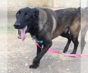 Mutt Dogs for adoption in San Antonio, TX, USA