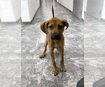 Small #10 Mutt
