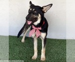 Small #3 German Shepherd Dog Mix