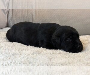 Medium Labrador Retriever