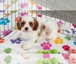Small #3 Cavapoo (Miniature)-Poodle (Toy) Mix