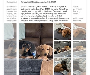 Dachshund Puppy for sale in HERNANDO, FL, USA