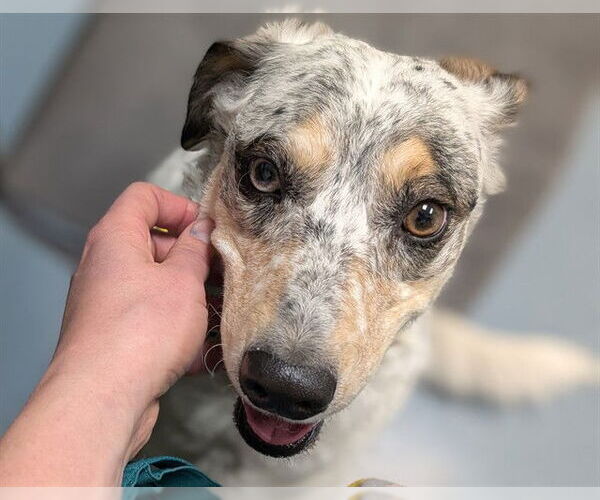 Medium Photo #1 Border Collie-Catahoula Leopard Dog Mix Puppy For Sale in Denver, CO, USA