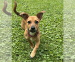 Small #5 Jack Russell Terrier-Papillon Mix