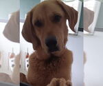 Small #1 Golden Retriever Mix