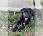 Small #6 Golden Shepherd