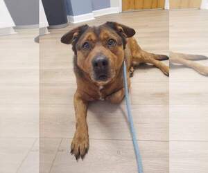 Admiral - Male American Staffordshire Terrier Dog for Adoption - Photo #23
