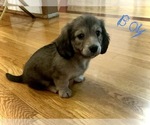 Small Photo #3 Dachshund Puppy For Sale in HOT SPRINGS NATIONAL PARK, AR, USA