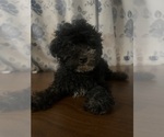 Image preview for Ad Listing. Nickname: Mini poodles