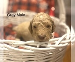 Small Photo #7 Goldendoodle Puppy For Sale in FRANKLINTON, LA, USA