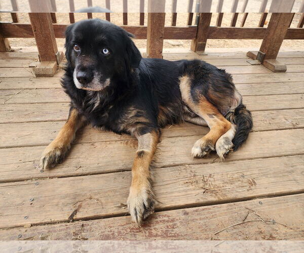 Medium Photo #2 Australian Shepherd-Unknown Mix Puppy For Sale in Wetumpka, AL, USA