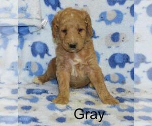 Goldendoodle Puppy for sale in LIBERTY, NC, USA