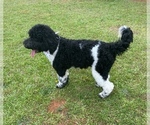 Small #8 Goldendoodle