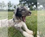 Small Photo #14 Goldendoodle Puppy For Sale in HOWARD CITY, MI, USA