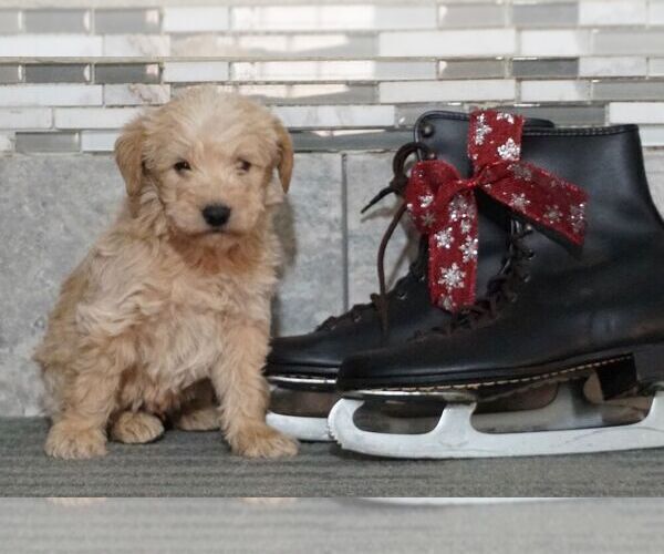 Medium Photo #1 Labradoodle-Poodle (Miniature) Mix Puppy For Sale in NAPPANEE, IN, USA