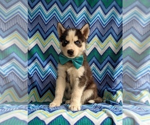 Siberian Husky Puppy for sale in QUARRYVILLE, PA, USA