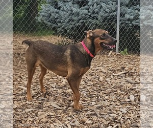 Mabel - Female Mutt Dog for Adoption - Photo #4