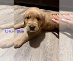 Puppy Blue Collar Golden Retriever