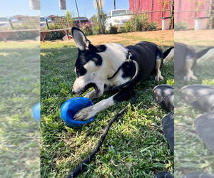 Molly - Female Siberian Husky-Unknown Mix Dog for Adoption - Photo #5