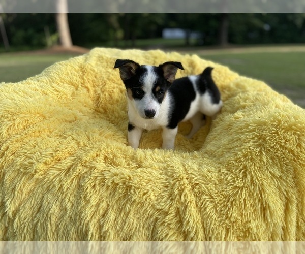 Medium Photo #2 Aussie-Corgi Puppy For Sale in MAGNOLIA, AR, USA