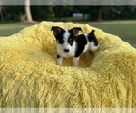 Small Photo #2 Aussie-Corgi Puppy For Sale in MAGNOLIA, AR, USA