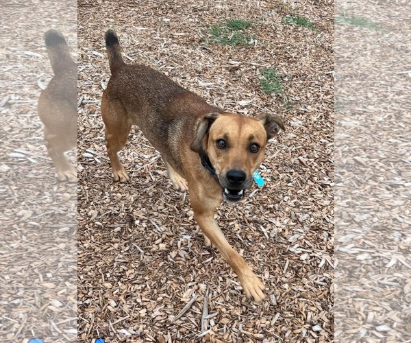 Medium Photo #8 Feist Terrier-Unknown Mix Puppy For Sale in Rustburg, VA, USA