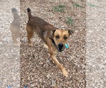 Small #7 Feist Terrier Mix