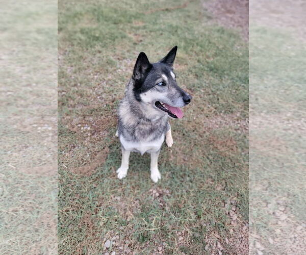 Medium Photo #8 German Shepherd Dog-Siberian Husky Mix Puppy For Sale in Cedar Crest, NM, USA
